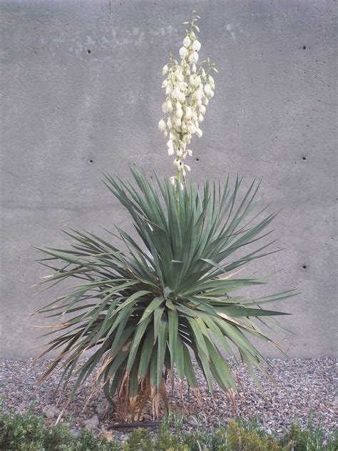 Yucca Flowers: Reasons Why A Yucca Plant Doesn't Bloom | Yucca plant ...