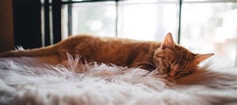 8 Orange Tabby Cat Facts | Litter-Robot