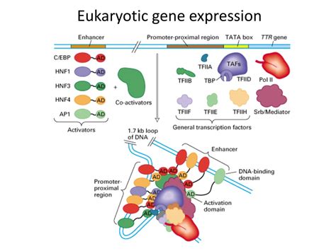 PPT - Biotechnology and Genetic Engineering PBIO 450/550 PowerPoint ...