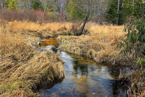 Free Images : tree, water, nature, marsh, swamp, wilderness, bird ...