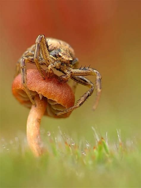 30 Beautiful Pictures of Animals Macro Photography