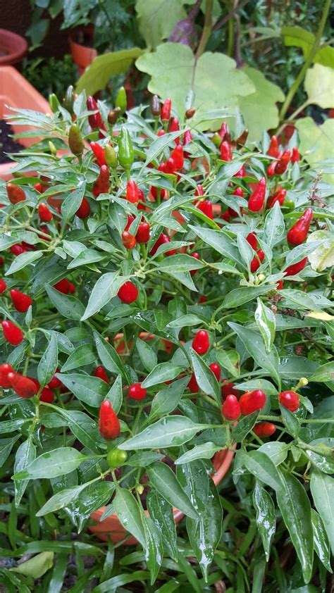 Growing Chili Peppers The Complete Guide to Plant Care and Harvest Chilies | Hot peppers plants ...