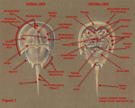 The Environmental Adaptations of Limulus polyphemus