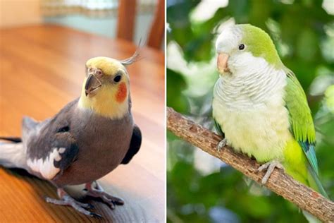 Can Parakeets and Cockatiels Live Together? Expert Insights and Advice - Small Pets 101