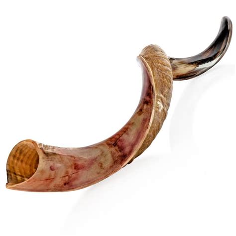 ***DAMAGED CRACKED *** Kosher Kudu Shofar Horn from Israel 32”-36” – Traditional Half Polished ...