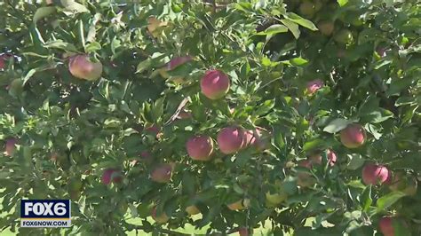 Fall apple picking guide | FOX6 Milwaukee