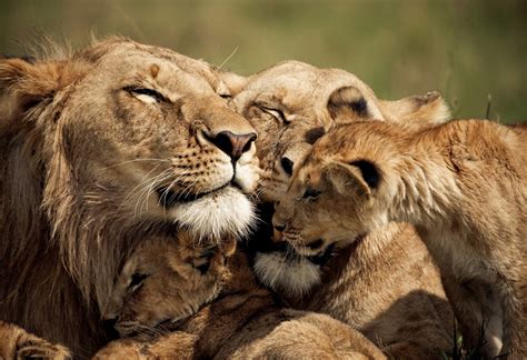 loving lion family photo | One Big Photo