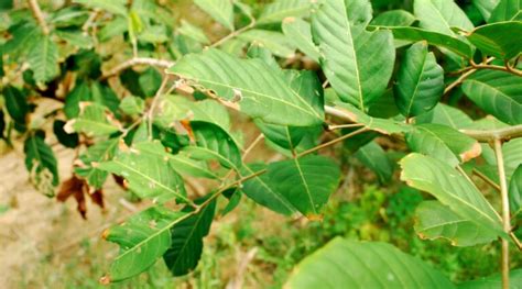 How to Plant, Grow and Care For Rambutan Trees