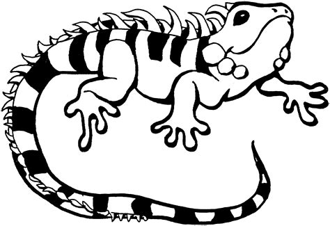 Iguana #8959 (Animals) – Free Printable Coloring Pages