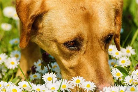 One’s Nose is Never So Happy (Can Scents Calm Dogs?)