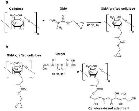 Reaction mechanism of (a) GMA grafting and (b) NMDG attachment. | Download Scientific Diagram