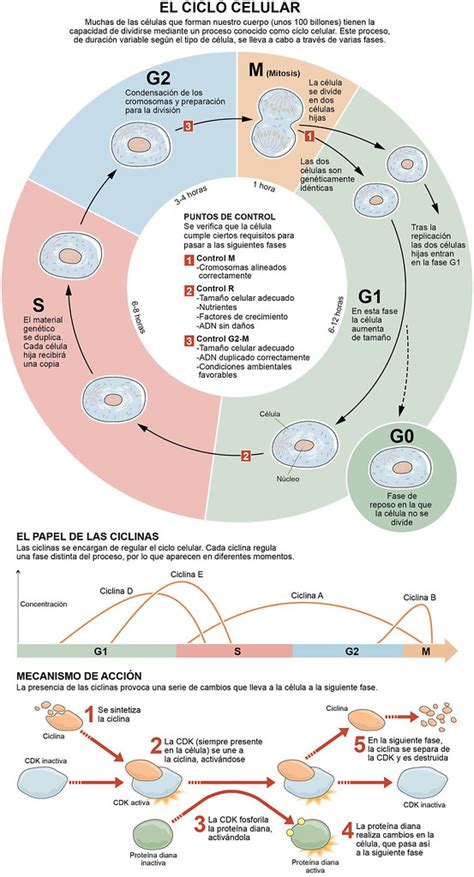 Regulación del ciclo celular | Fases del ciclo de multiplica… | Flickr