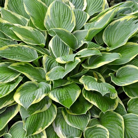 Hostas Planting Guide – Easy To Grow Bulbs