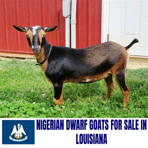 Nigerian Dwarf Goats for Sale in Louisiana: Current Directory of Nigerian Dwarf Goat Breeders in ...