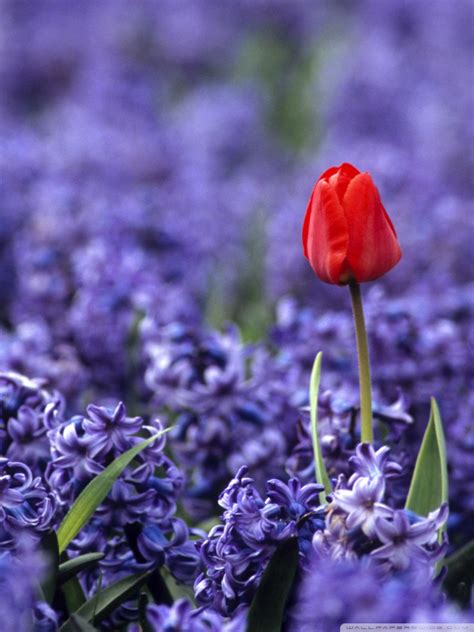 Red Tulip And Hyacinths Ultra HD Wallpaper for 4K UHD TV & Desktop : Widescreen & UltraWide ...