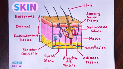 Layers Of The Skin Diagram Labeled