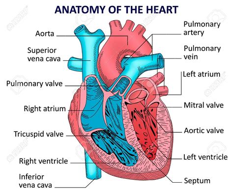 Aortic Valve And Mitral Valve Location Diagram