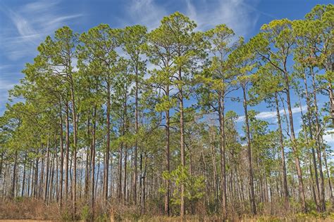 What Is the State Tree of Alabama? Reasons & Symbolism | House Grail