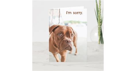 I'm sorry apology card with guilty dog | Zazzle.com