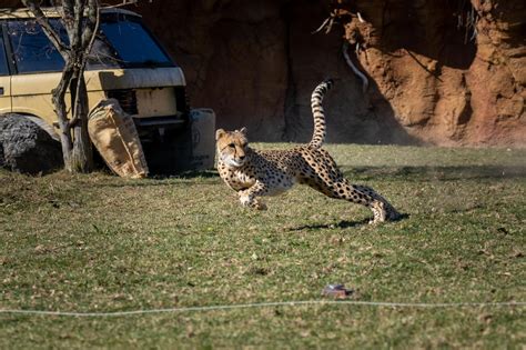 Cheetah Run | Columbus Zoo and Aquarium