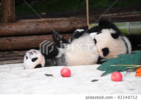 Baby Panda Playing With Ball