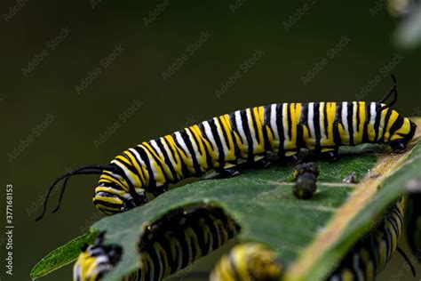 Monarch butterfly caterpillar on milkweed leaf. It is a milkweed butterfly in the family ...