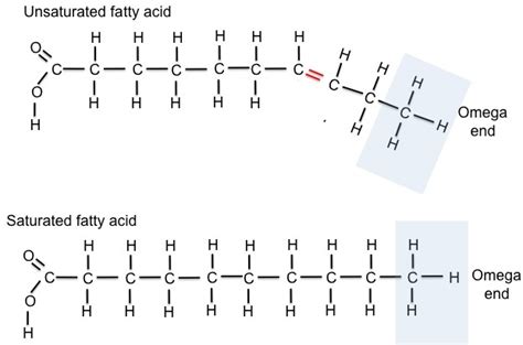 Omega 3 Omega 6 Structure