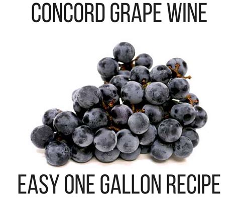 Concord Grape Wine Recipe — HomeBrewIt.com / Quality Wine and Ale Supply