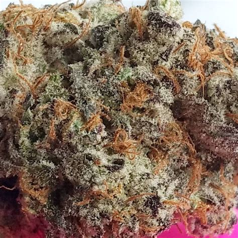 Strain Review: Black Cherry Punch by High Noon - The Highest Critic