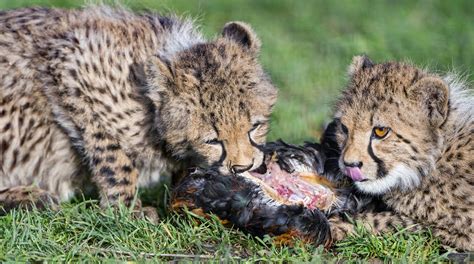 Eating cheetah cubs | Two cheetah cubs eating from a hen. | Tambako The Jaguar | Flickr