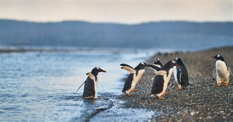 Penguin Island Guide: Here Is Everything You Need To Know