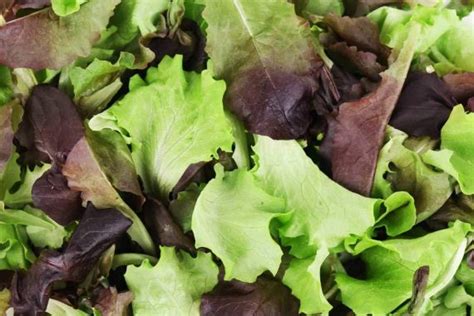 Mesclun Lettuce (250g) | Jesmond Fruit Barn | Shop Online