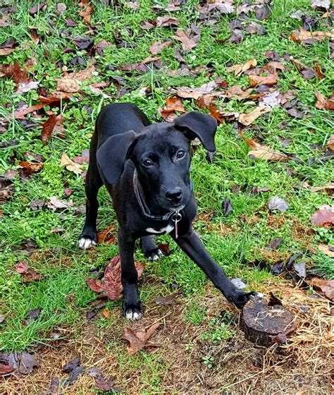 Labradane puppy | Puppies, Dogs, Animals