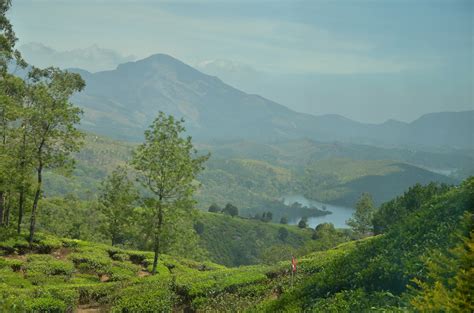 Splendid Munnar Tea Plantation