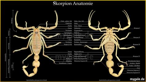 Scorpion Anatomy (DE/EN) – mygale.de