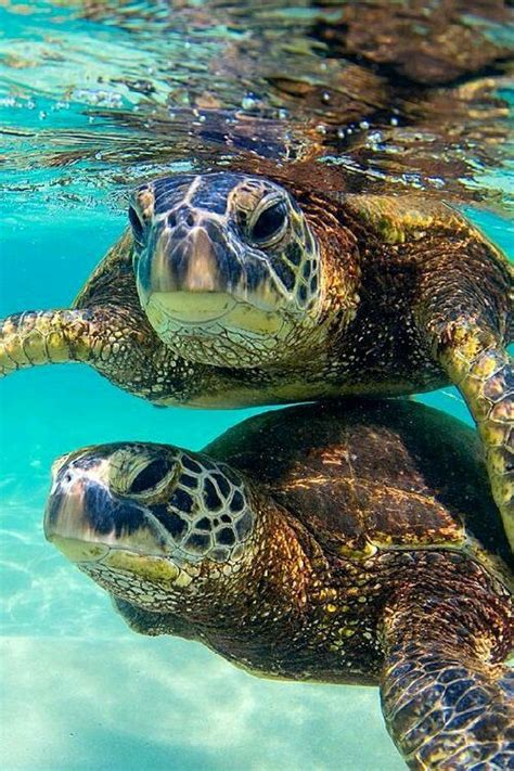 Bora Bora, French Polynesia One of Bora Bora s best experiences ...