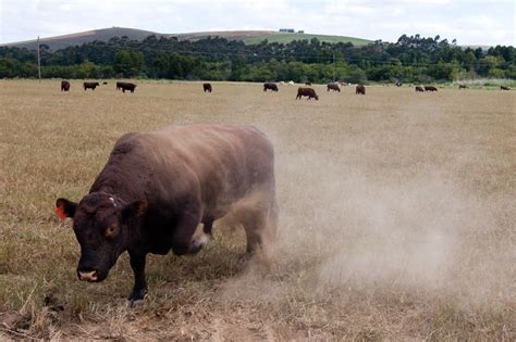 File:Angry Bull in Pasture.jpg - Wikimedia Commons