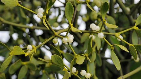 Mistletoe, a holiday tradition