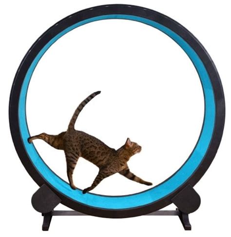 Fitness Toys for Your Cat - The Conscious Cat