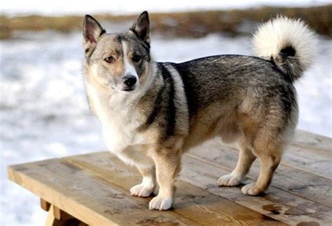 Corgi Husky Mix (A Brave, Brainy, And Adorable Dog Breed)