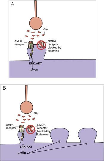 Mechanism of action of ketamine | CNS Spectrums | Cambridge Core