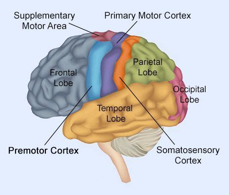 Premotor Cortex: Location, Structure, and Function | Premotor cortex ...