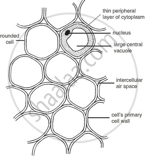 What is Simple Tissue? Classify and Explain Its Different Types with Suitable Diagram ...