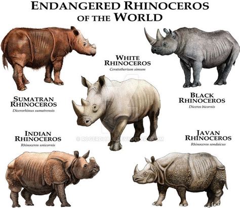 Rinocerontes do Mundo | Javan rhinoceros, Endangered animals, Rare animals