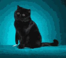 Smoke Cat GIFs | Tenor