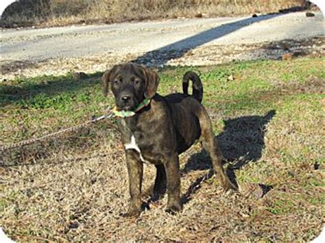 Hartford, CT - Basset Hound/Husky Mix. Meet SULLY a Puppy for Adoption.