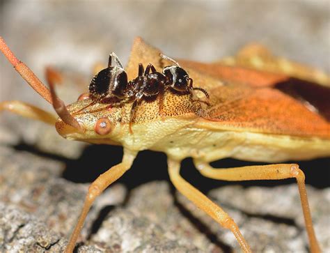 Hemiptera close up free image download