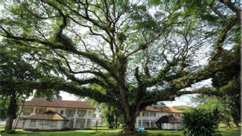 wild happenings in singapore: 1 Jun (Sat): Heritage Tree and Heritage ...