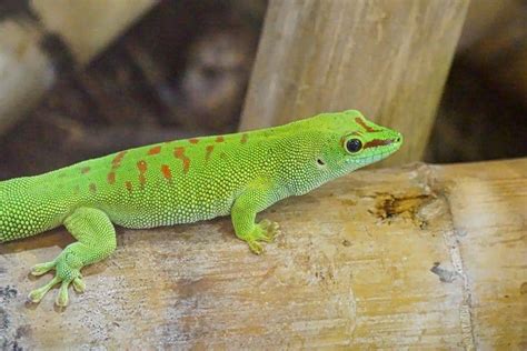 What Do Geckos Eat? Complete Feeding Guide With Schedule. – Pets Hopes