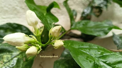 Quick Care Ideas: Jasmine Plant Propagation & Care -Plant Care 365